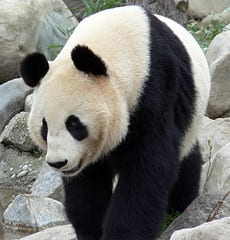 Panda - symbol of the eco-friendly cause